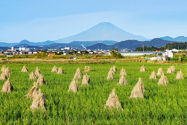 Rice racks and Mt. Fuji