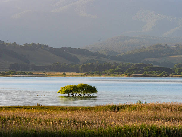 Two trees standing in a lake at sunrise, Khancoben NSW High Country