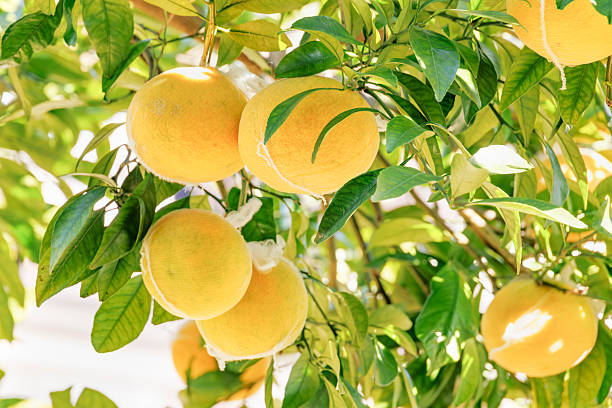 Mandarin oranges/citrus fruits