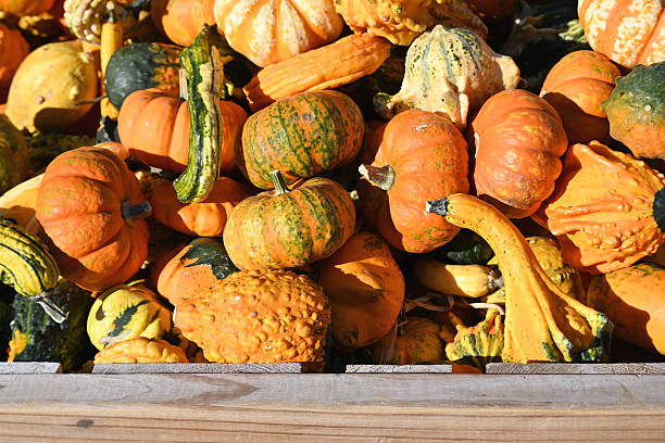 istock Pumpkins and Gourds 2252440519