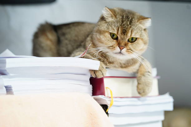 istock Charming Cat Relaxing on a Stack of Unorganized Paperwork in a Cozy Indoor Setting with Natural Light and Soft Textures 2252442069