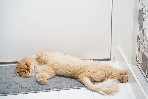 istock Cozy and Relaxed Ginger Cat Taking a Nap on Soft Mat in a Bright Interior Space with Light Colors and Minimalist Decor 2252442396