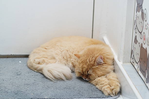 istock Cute fluffy orange cat sleeping peacefully on a soft gray rug in a cozy indoor setting with a playful design on the wall nearby 2252442630