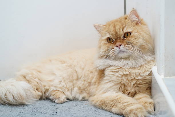 istock Relaxed Ginger Cat Posing Beautifully in Indoor Setting, Showcasing Fluffy Fur and Expression of Serenity and Calmness in Home Environment 2252442753