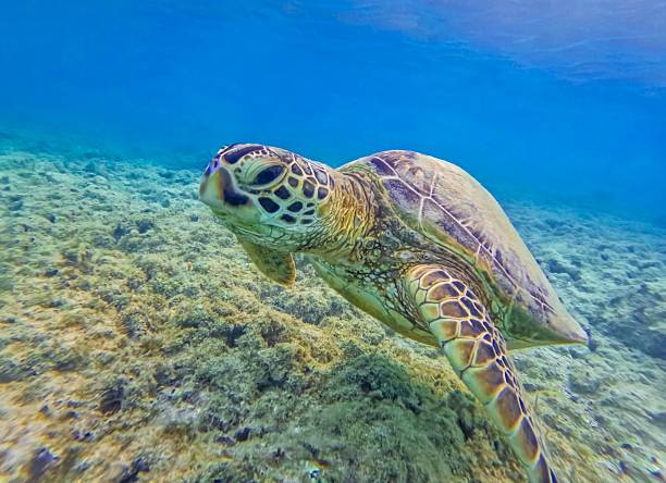 istock Sea Turtle in the open sea 2252444275