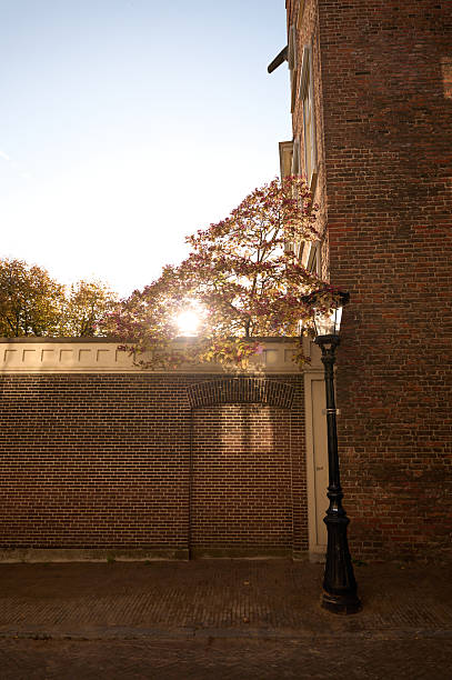 istock Historic brick wall, blooming tree, lamppost with sunlight 2252444312