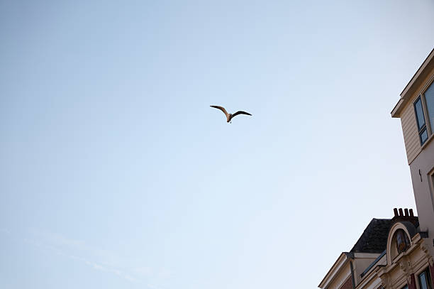 Seagull flying over city buildings, representing freedom and urban nature