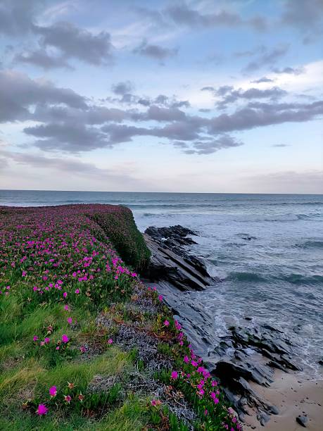istock beach and flowers in the Cantabrian coast 2252444477