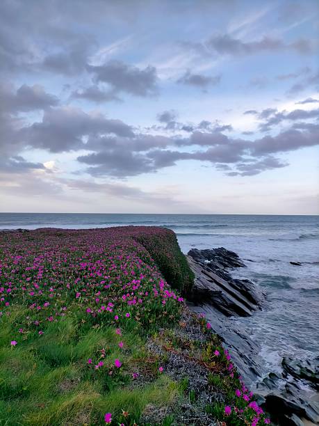 istock beach and flowers in the Cantabrian coast 2252444486