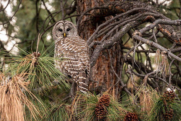 Collared owlet, Collared pygmy owl