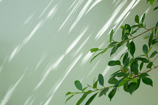 istock Plant green leaf in garden with shadow on the wall background 2252449120