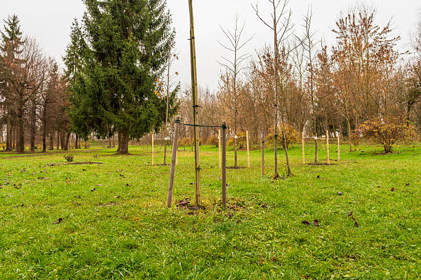 istock A tree is in the middle of a field with many other trees 2252450353