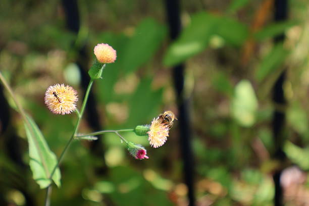 In this nature scene, a honeybee is captured in the act of pollination, perched upon the light pink, tassel-like bloom of a Florida Tasselflower (scientifically known as Emilia fosbergii). The plant features slender stems holding several flower heads at different stages of development, including young green buds and mature, fuzzy pink blossoms. The plant produces small, pinkish-red or reddish-purple, tassel-like blooms.  Also commonly known as Flora's Paintbrush. The background consists of soft-focus green foliage, characteristic of the sunny or shady disturbed areas where these annual herbs commonly grow as \