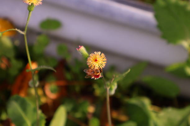 In this nature scene, a honeybee is captured in the act of pollination, perched upon the light pink, tassel-like bloom of a Florida Tasselflower (scientifically known as Emilia fosbergii). The plant features slender stems holding several flower heads at different stages of development, including young green buds and mature, fuzzy pink blossoms. The plant produces small, pinkish-red or reddish-purple, tassel-like blooms.  Also commonly known as Flora's Paintbrush. The background consists of soft-focus green foliage, characteristic of the sunny or shady disturbed areas where these annual herbs commonly grow as \