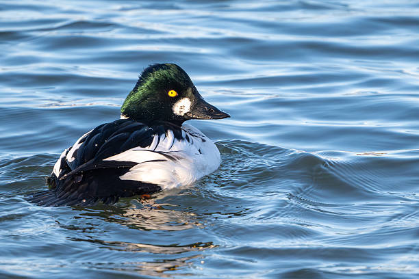 istock goldeneye portrait 2252451549