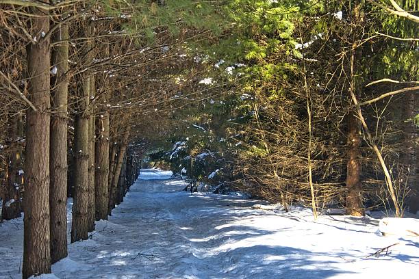 istock IAT Loew Lake Trail Beside Pines 2252468170