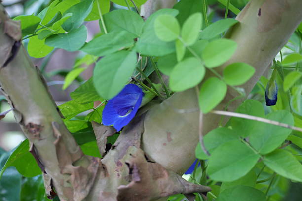 Butterfly pea flowers offer vibrant blue beauty, natural coloring, herbal tea benefits, and medicinal uses.
