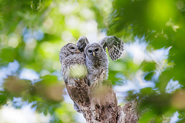 istock Barred Owl and owlet 2252470365