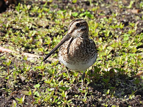istock Wilson's Snipe (Gallinago delicata) - in the wetlands 2252472095