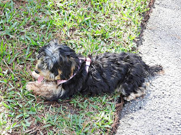 istock Yorkiepoo (Canis lupus familiaris) - lying in the grass 2252472097