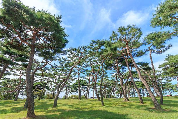 Pine Forest at Solmoe Shrine in Dangjin,Chungcheongnam-do