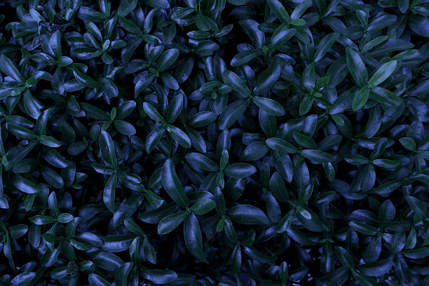 abstract green leaf texture, tropical leaf foliage nature dark green background.(PHOTO)
