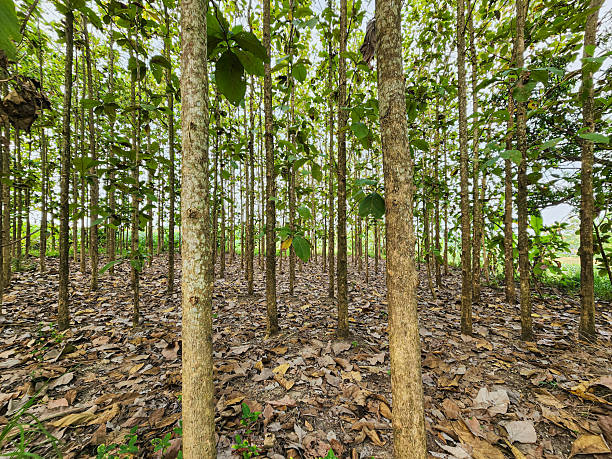 istock Teak plantation forest with straight tree trunks, leaf litter ground texture and green foliage in non-urban outdoor scene 2252477482