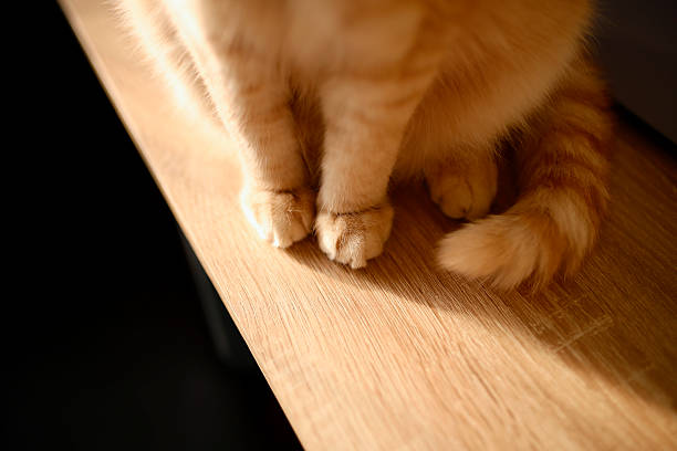 Cute paws of a sleeping cat