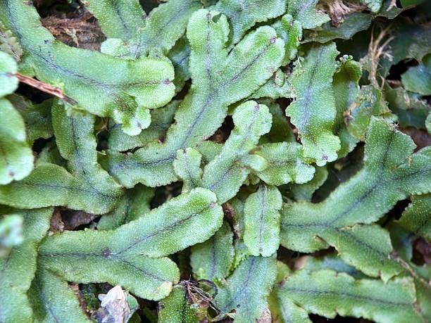 Green liverwort thallus, likely Marchantia polymorpha, with small gemma cups growing on damp forest ground.