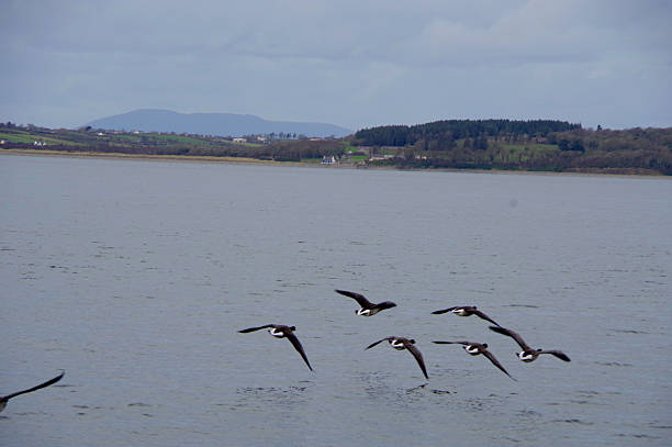 Egyptian Goose in habitat