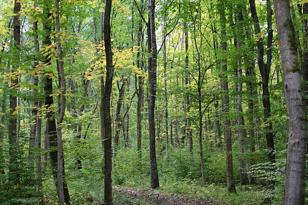 istock Slender tree trunks fill the space of a dense forest where leaves gradually change color from green to golden. Soft natural light penetrates through the crowns, highlighting the beauty of wildlife in the transitional season. 2252482364
