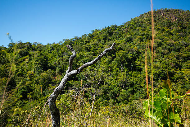 A poignant image of a dead tree standing amidst the Cerrado vegetation in Chapada dos Veadeiros. The background features a hill and forest shrubs, capturing the cycle of life and the rugged textured - general description beauty of the nature.