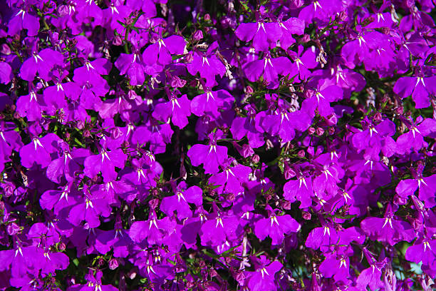 istock Purple lobelia erinus 2252486910