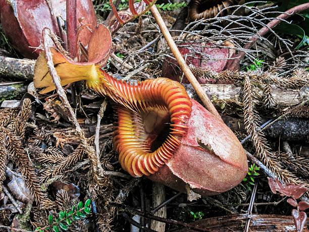 istock Tropical Pitcher Plant in Rainforest Habitat 2252488890