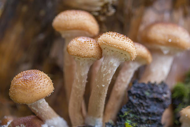 istock Edible honey mushrooms 2252489265