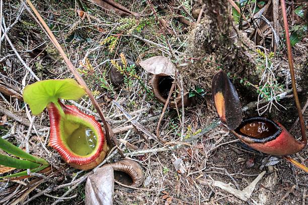 istock Tropical Pitcher Plant in Rainforest Habitat 2252489985