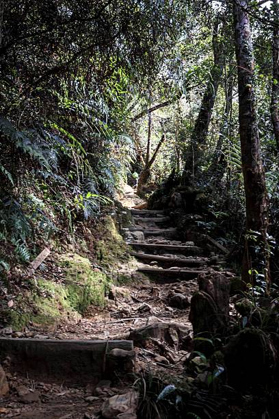 istock Rustic Wooden Forest Staircase Leading Through Lush Tropical Jungle Foliage 2252490245