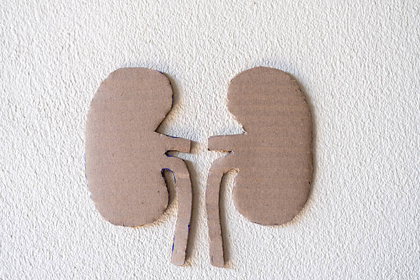 World Kidney Day concept with paper cut kidney shape on white background, minimal medical awareness and kidney health care message.
