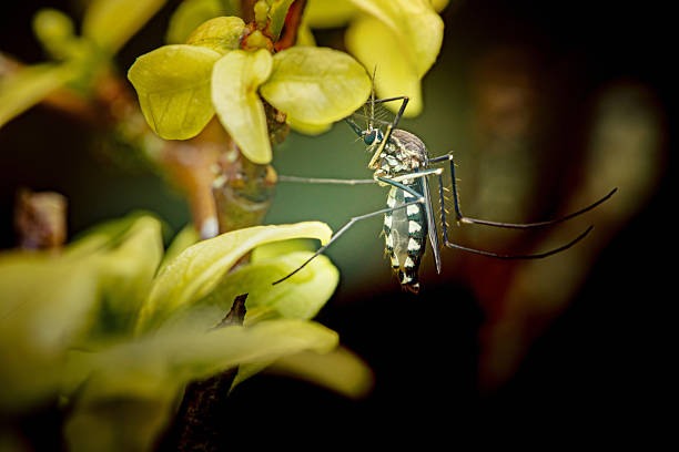 Japanese Mikadoga daddy longlegs (Holorusia mikado,) hiding in the grassland (Natural+flash light, macro close-up photography)