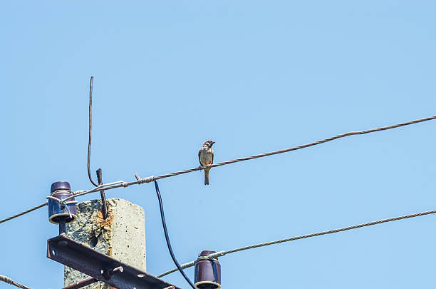 A small sparrow perched on a telephone wire against a clear blue sky