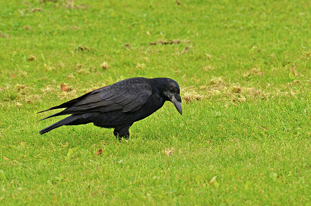 istock Black Rook Foraging on Green Grass in a Dublin Park 2252495805