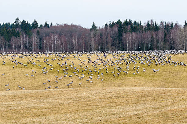 Large flock of cranes on a field