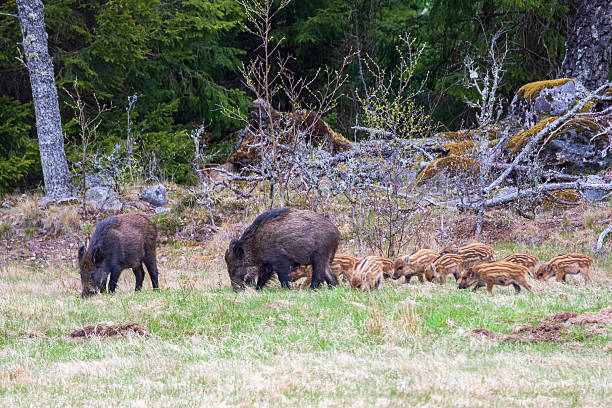 istock Group with Wild boars on a meadow by the forest edge 2252496006