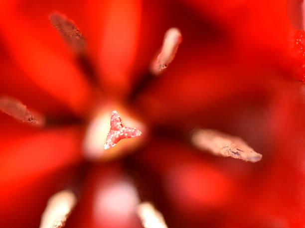 A detailed close-up of the center of a Tulipa cypria (Cyprus tulip), showing the reproductive organs including the yellow stigma and dark stamens against vibrant red petals.