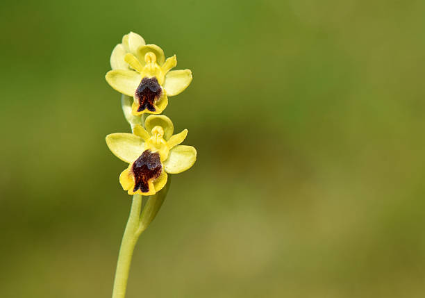 A detailed macro shot of Ophrys sicula (Yellow Bee Orchid) flowers blooming against a soft green background in the wild nature of Cyprus.