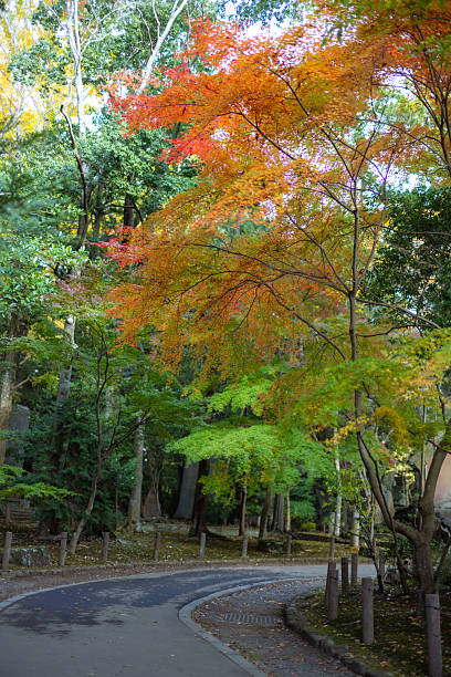 istock Colorful autumn leaves in public park 2252496466