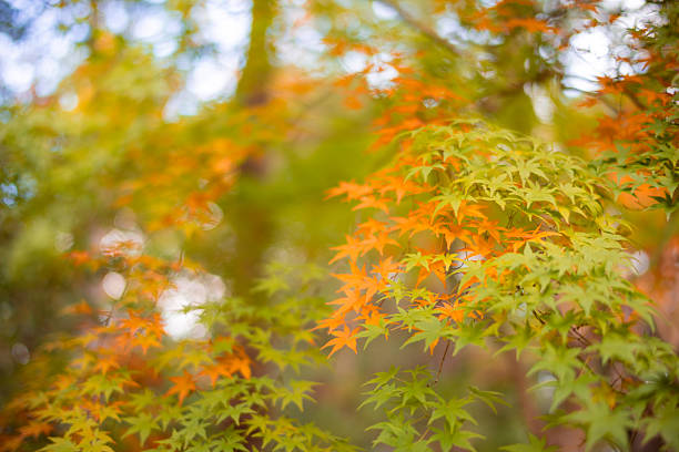 Orange and green maple leaves