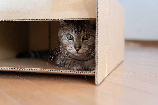 istock Cute cat peeking out of a cardboard box 2252496506