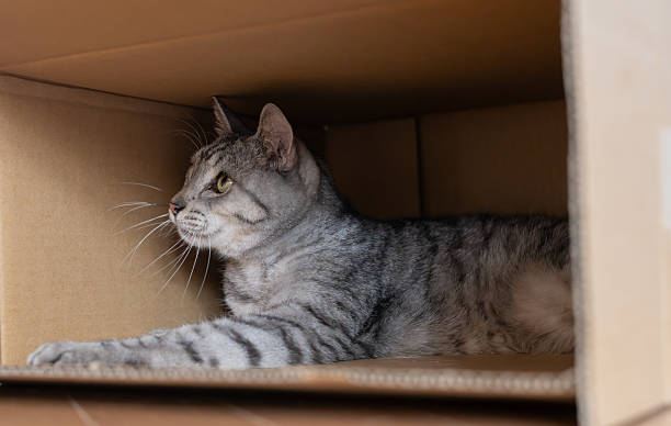 istock Cute cat peeking out of a cardboard box 2252496516