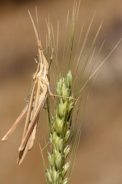 istock Slant-faced grasshopper perched on a green ear of wheat. 2252496908
